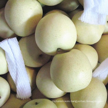 Fresh New Season Golden Pear/ Crown Pear From China